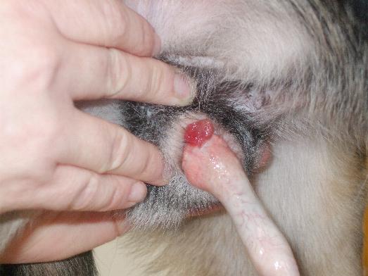 Sticker Genitaltumor bei Hunden / Chemo Therapie - Hundekrankheiten - Der Hund